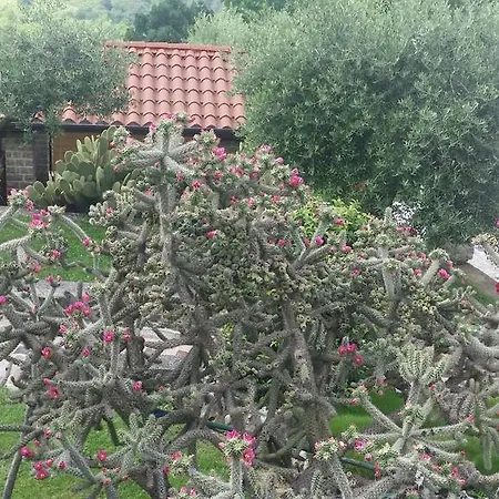 Nena Motovun